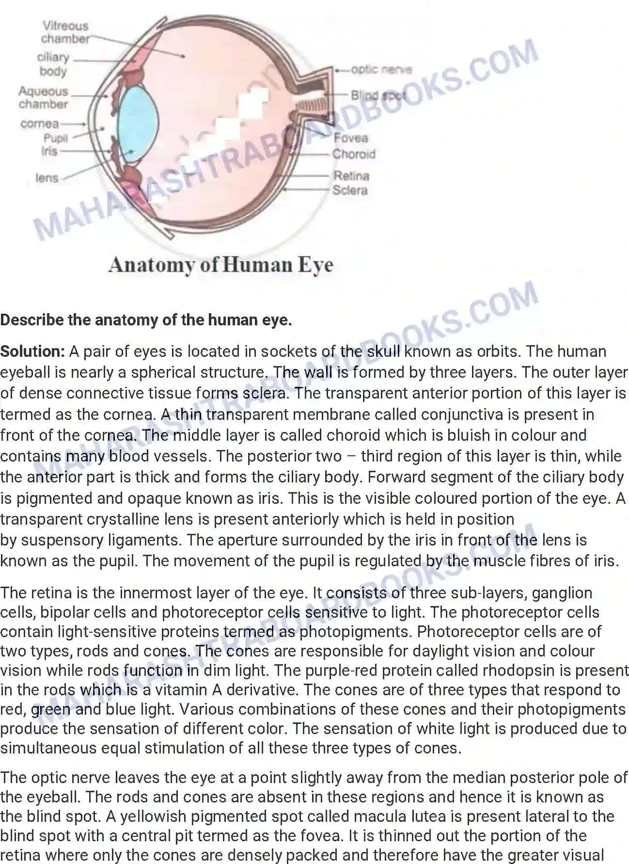 Maharashtra Board Solution HSC Biology Paper-A 2018 Image 19