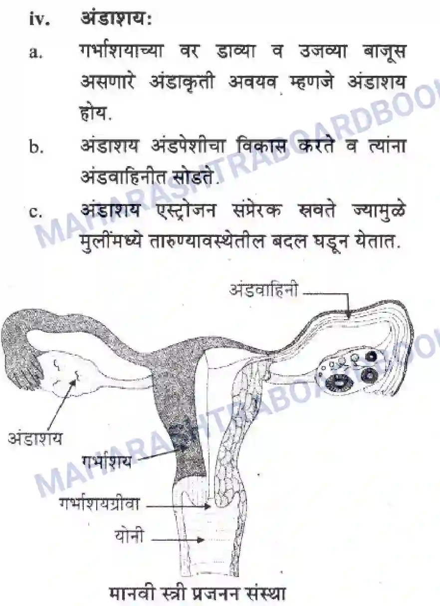 Maharashtra Board Solution Class-10 Science+&+Technology+-+Marathi+Medium The Life Cycle Image 21