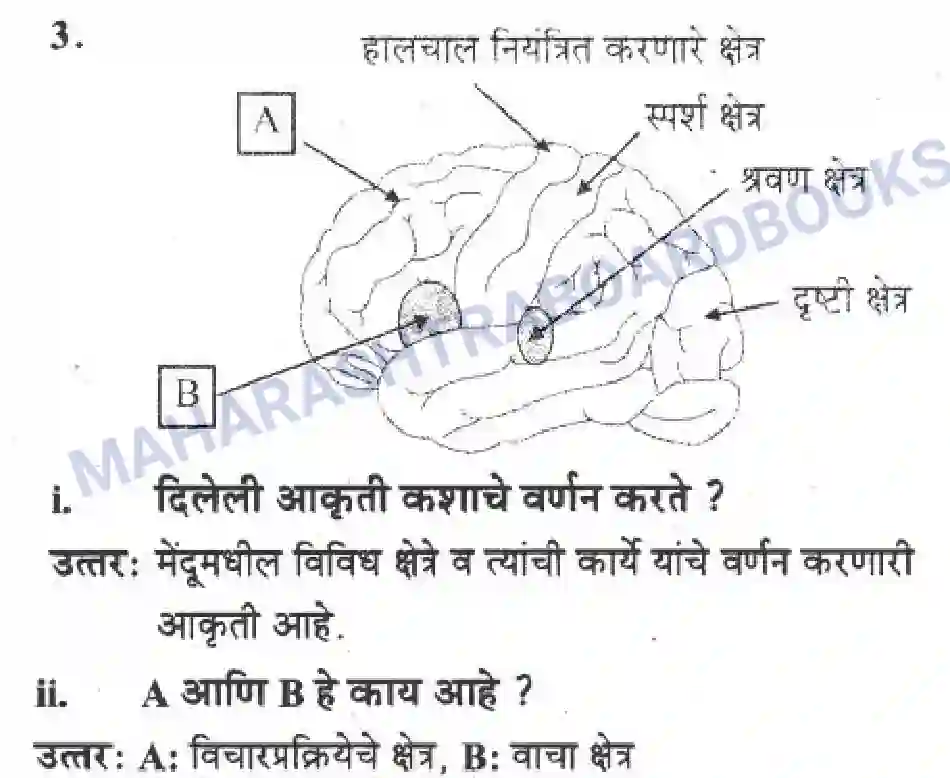 Maharashtra Board Solution Class-10 Science+&+Technology+-+Marathi+Medium The Regulators of Life Image 45