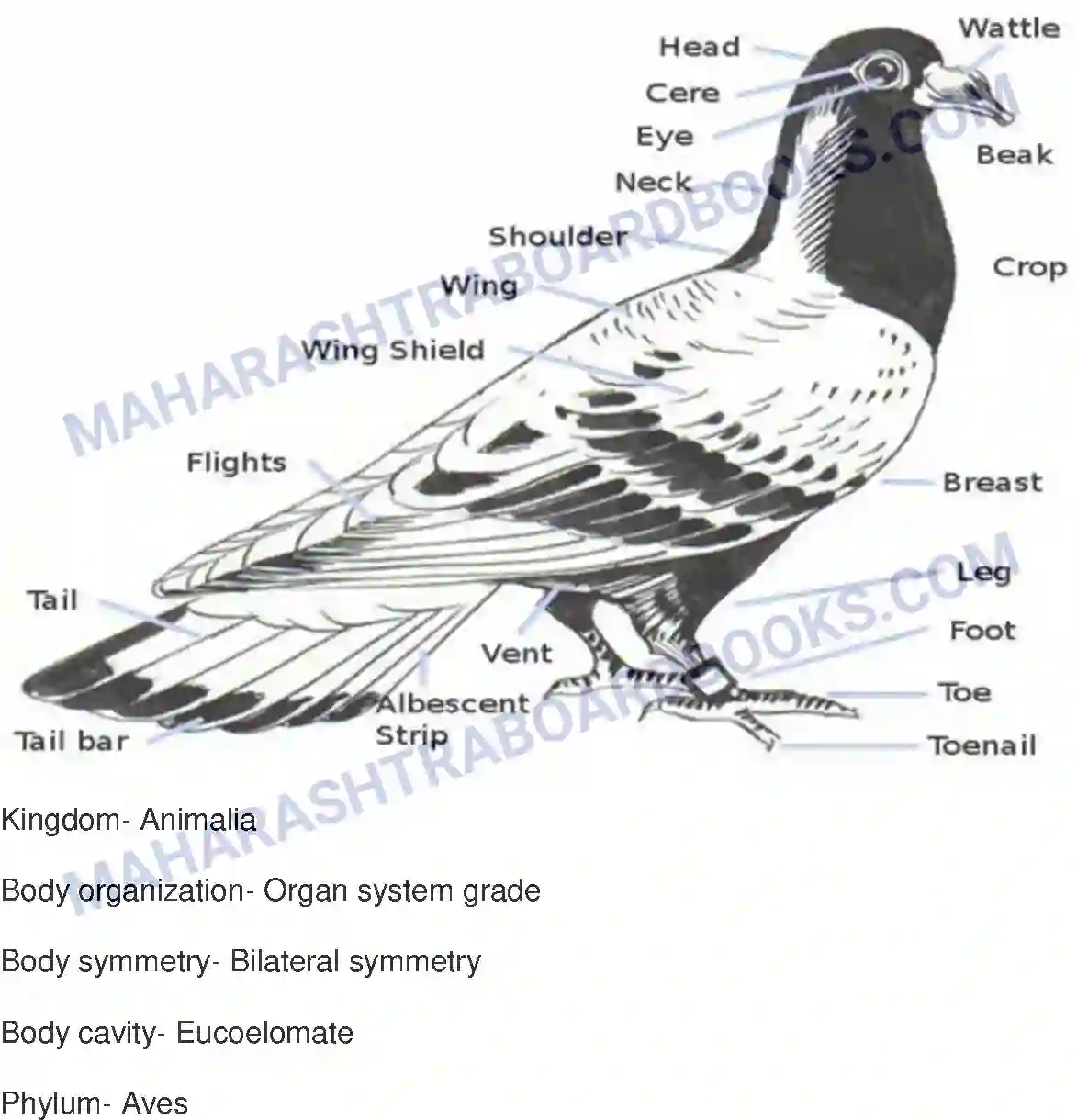 Maharashtra Board Solution class-10 Science+&+Technology-II+-+English+Medium Animal Classification Image 20