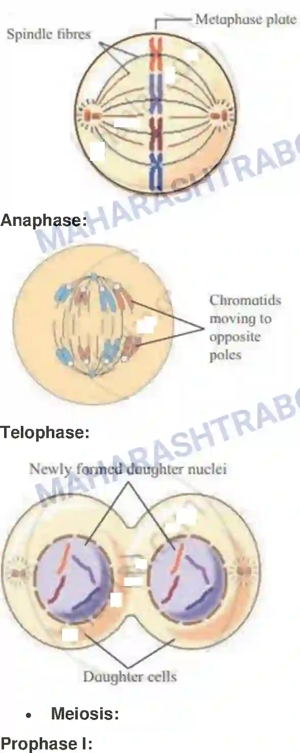 Maharashtra Board Solution class-11 Biology Cell Division Image 10