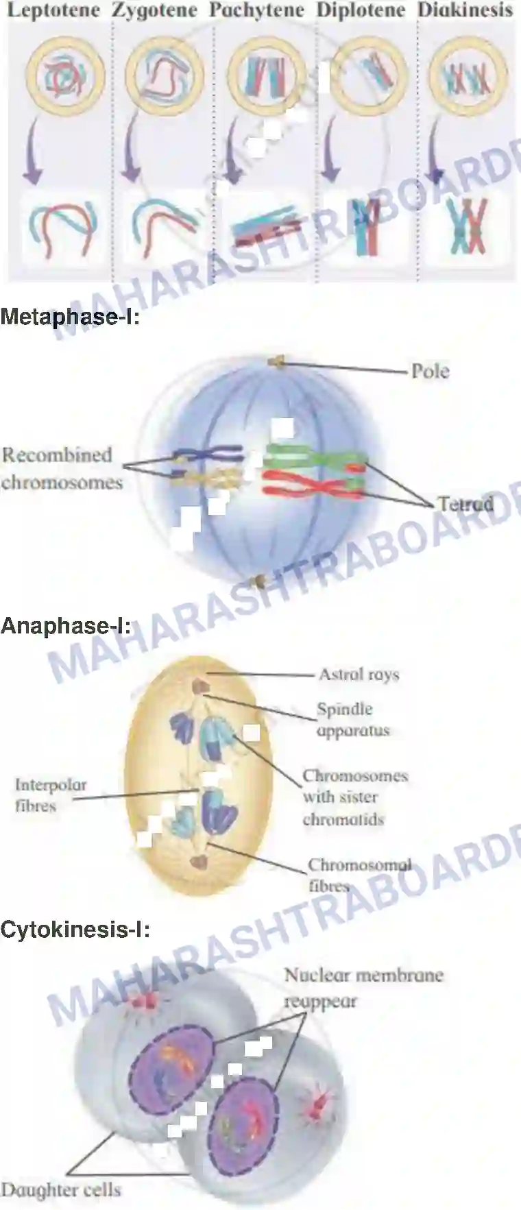 Maharashtra Board Solution class-11 Biology Cell Division Image 11