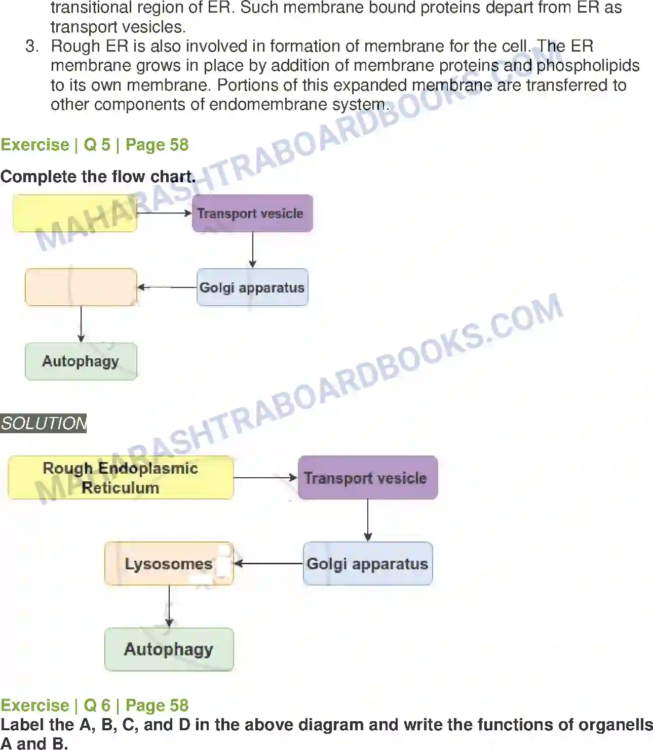 Maharashtra Board Solution Class-11 Biology Cell Structure and Organization Image 10