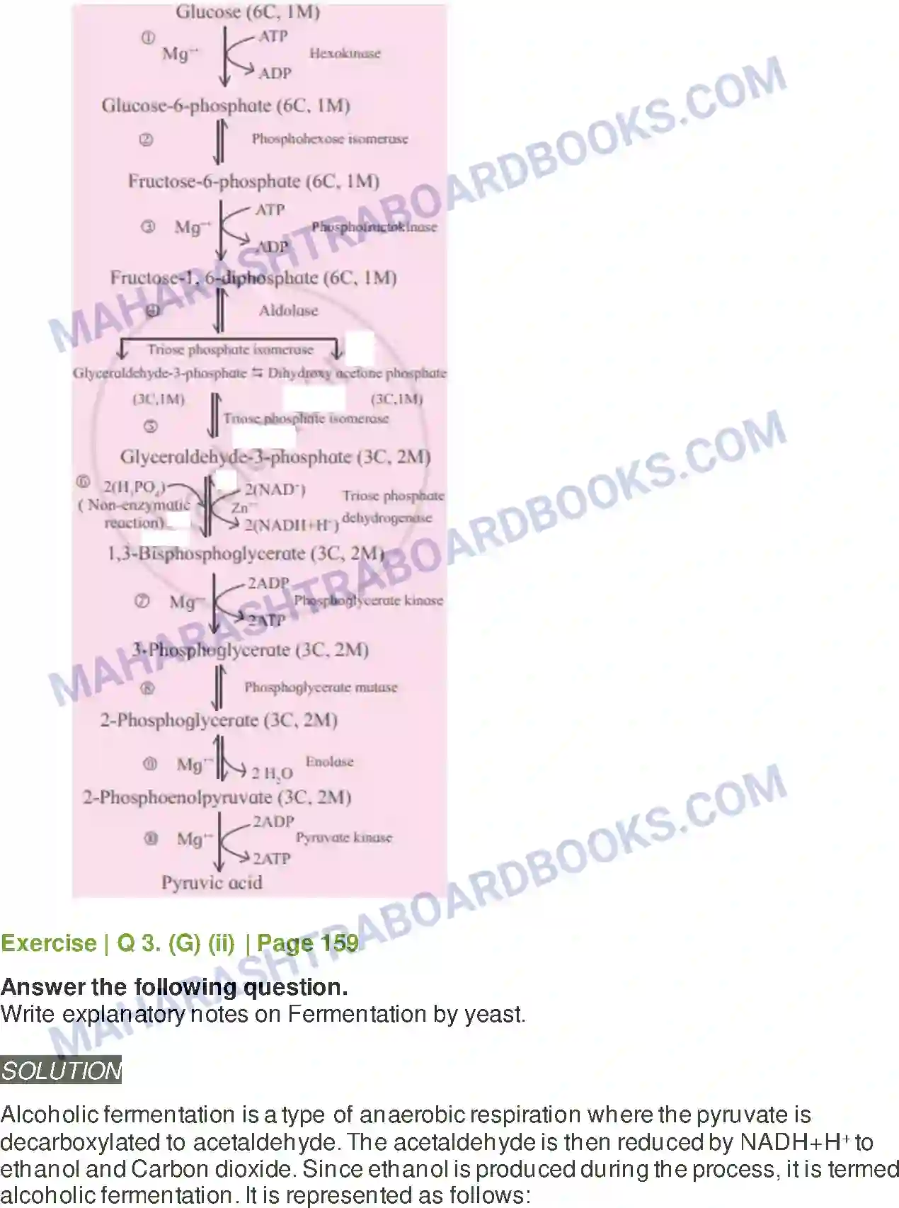 Maharashtra Board Solution Class-11 Biology Respiration and Energy Transfer Image 5