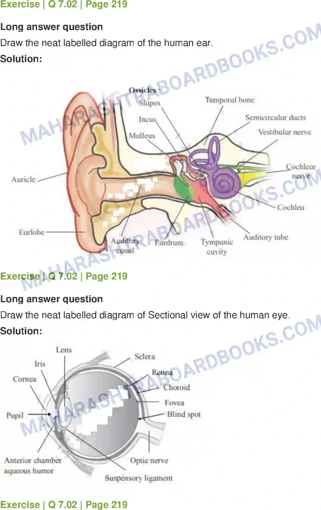 Maharashtra Board Solution Class-12 Biology Control and Co-ordination Image 17