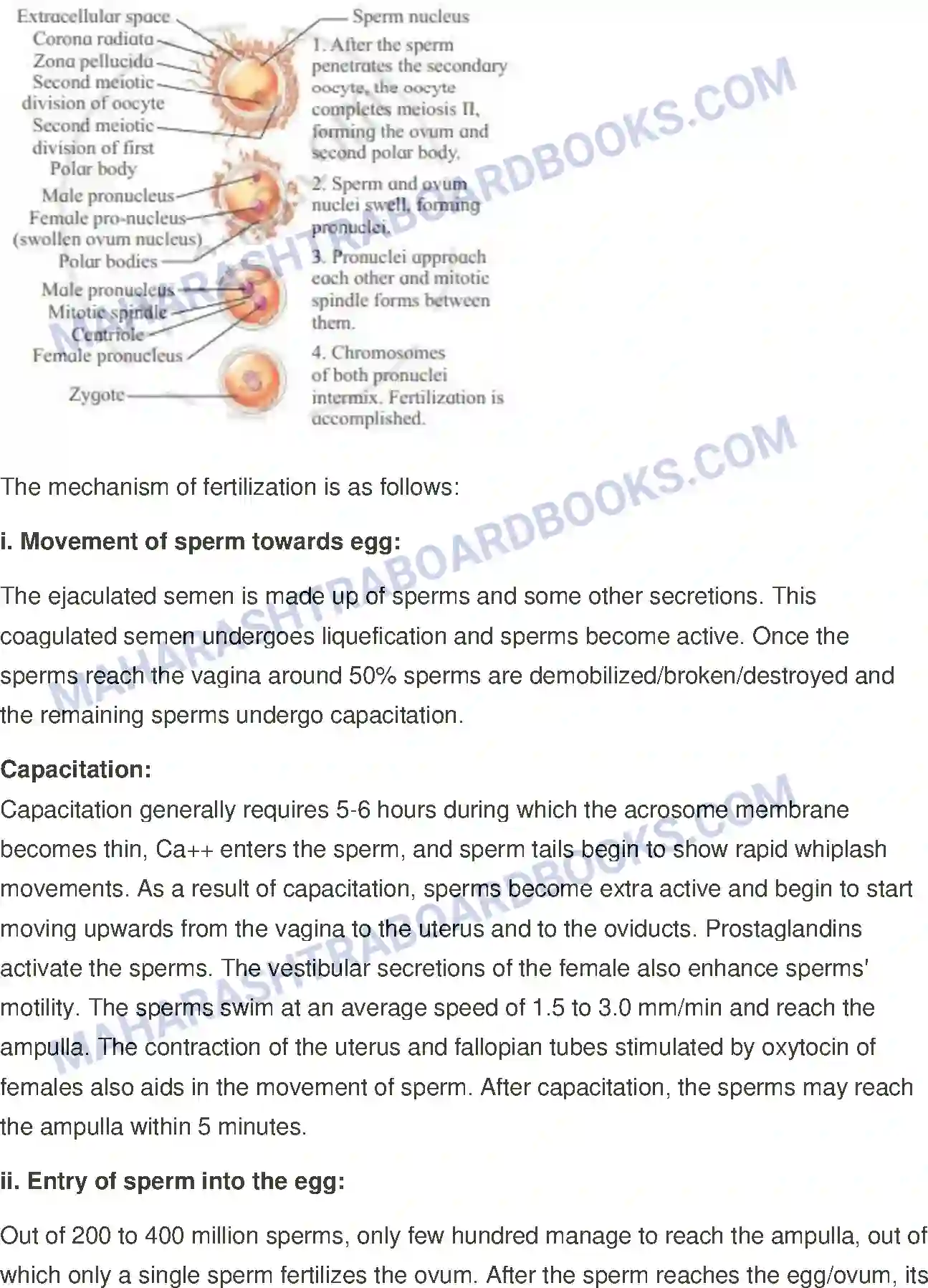 Maharashtra Board Solution Class-12 Biology Reproduction in Lower and Higher Animals Image 28