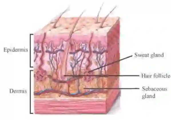 Maharashtra Board Solution Class-6 General+Science Our Skeletal System and the Skin Image 7