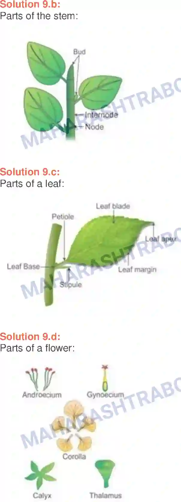 Maharashtra Board Solution Class-6 General+Science Parts of Plants and their Structure Image 4