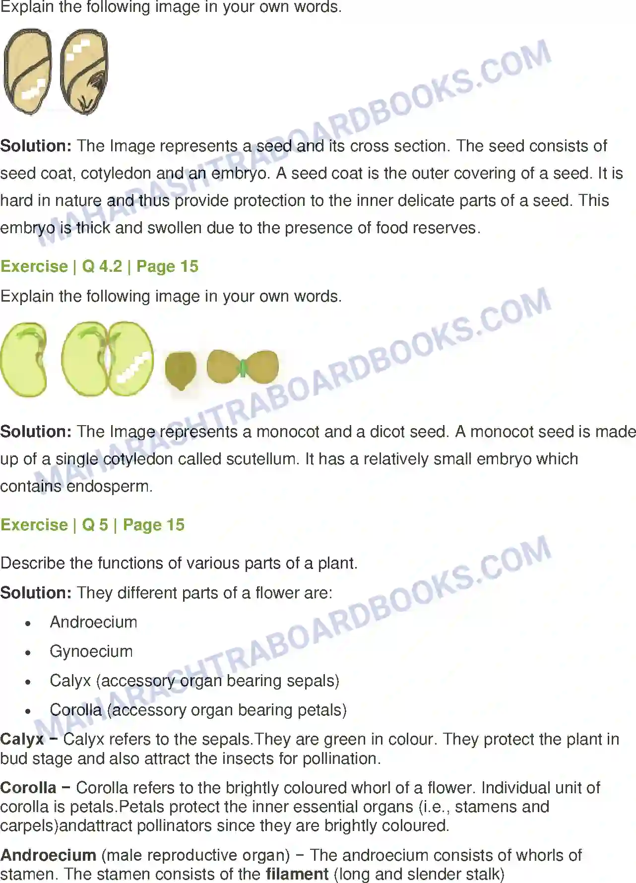 Maharashtra Board Solution Class-7 General+Science Plants Structure and Function Image 4