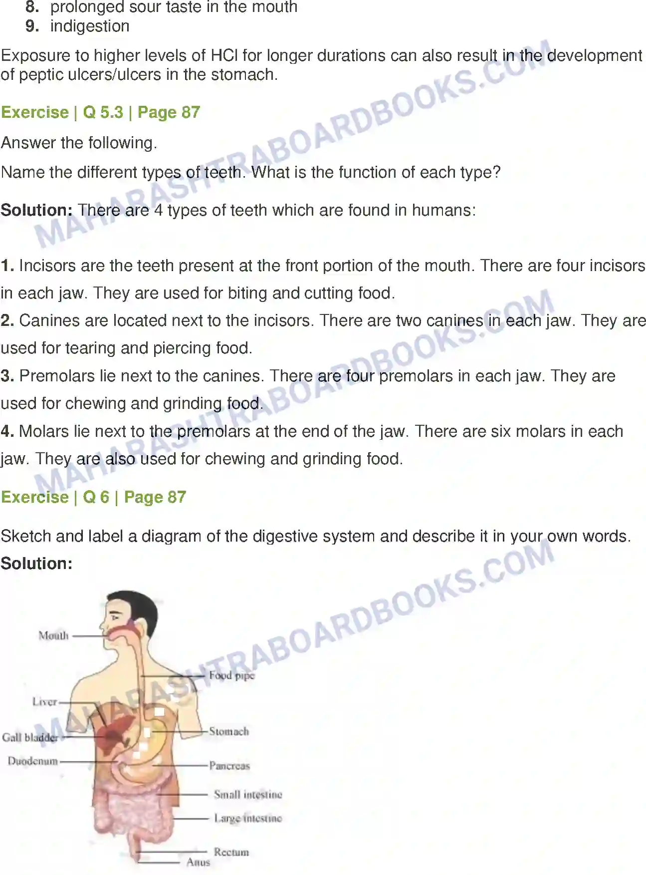 Maharashtra Board Solution Class-7 General+Science The Muscular System & Digestive System in Human Beings Image 6