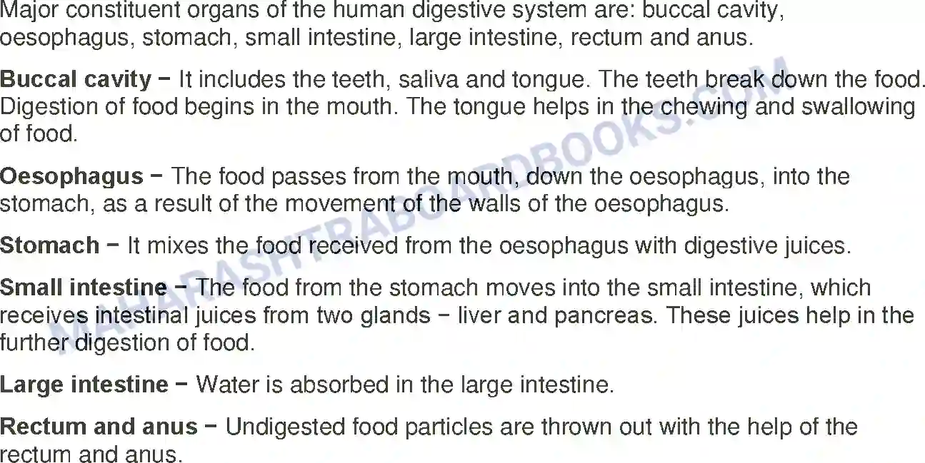 Maharashtra Board Solution Class-7 General+Science The Muscular System & Digestive System in Human Beings Image 7