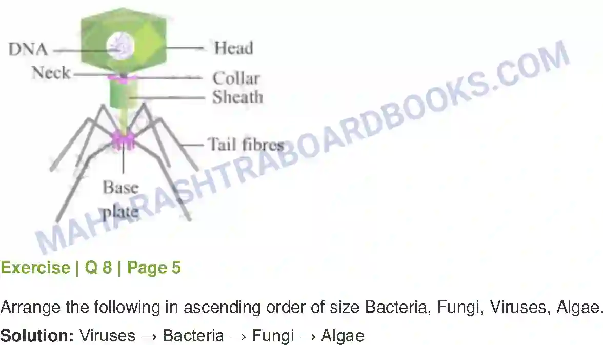 Maharashtra Board Solution Class-8 General+Science Living World and Classification of Microbes Image 8