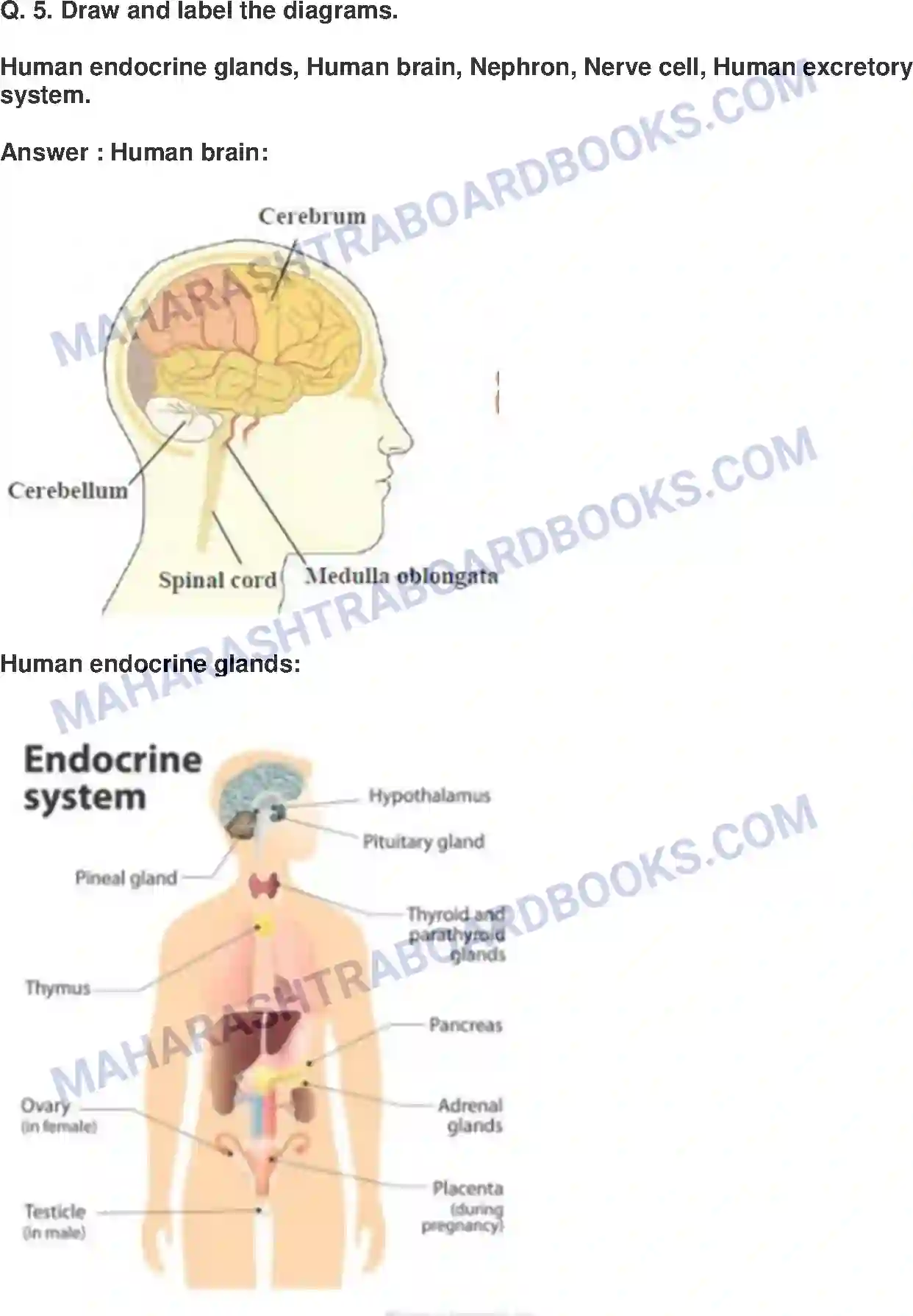 Maharashtra Board Solution Class-9 Science+&+Technology+-+English+Medium Life Processes in Living Organisms Image 4