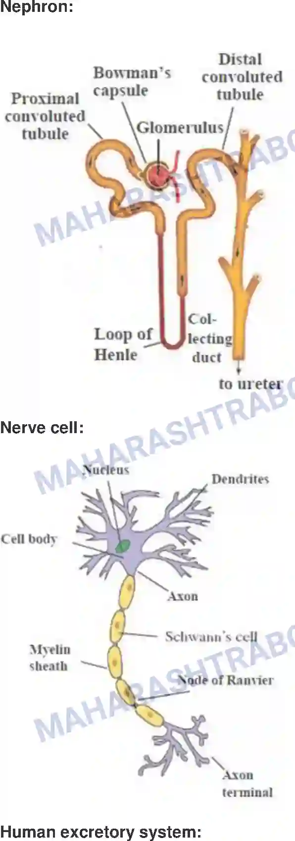 Maharashtra Board Solution Class-9 Science+&+Technology+-+English+Medium Life Processes in Living Organisms Image 5